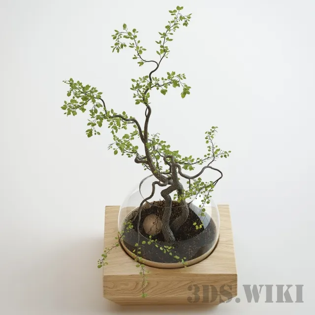 decoration - Indoor small plant tree 3D Model