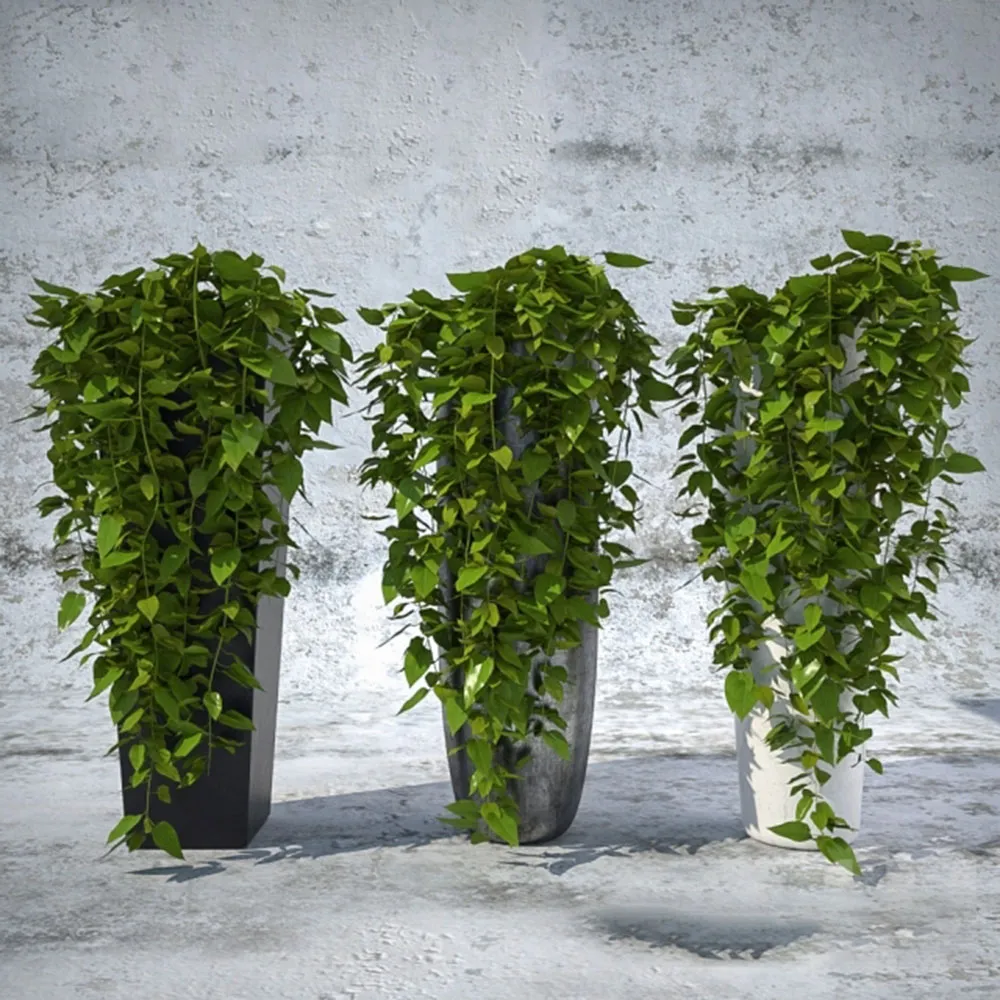 decoration - Ivy - Hedera 3D Model