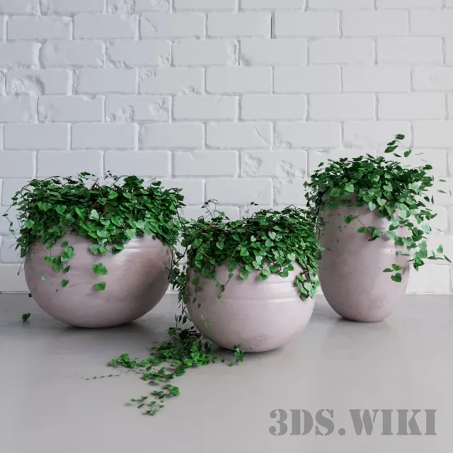 decoration - Ivy - Houseplants in pots 3D Model