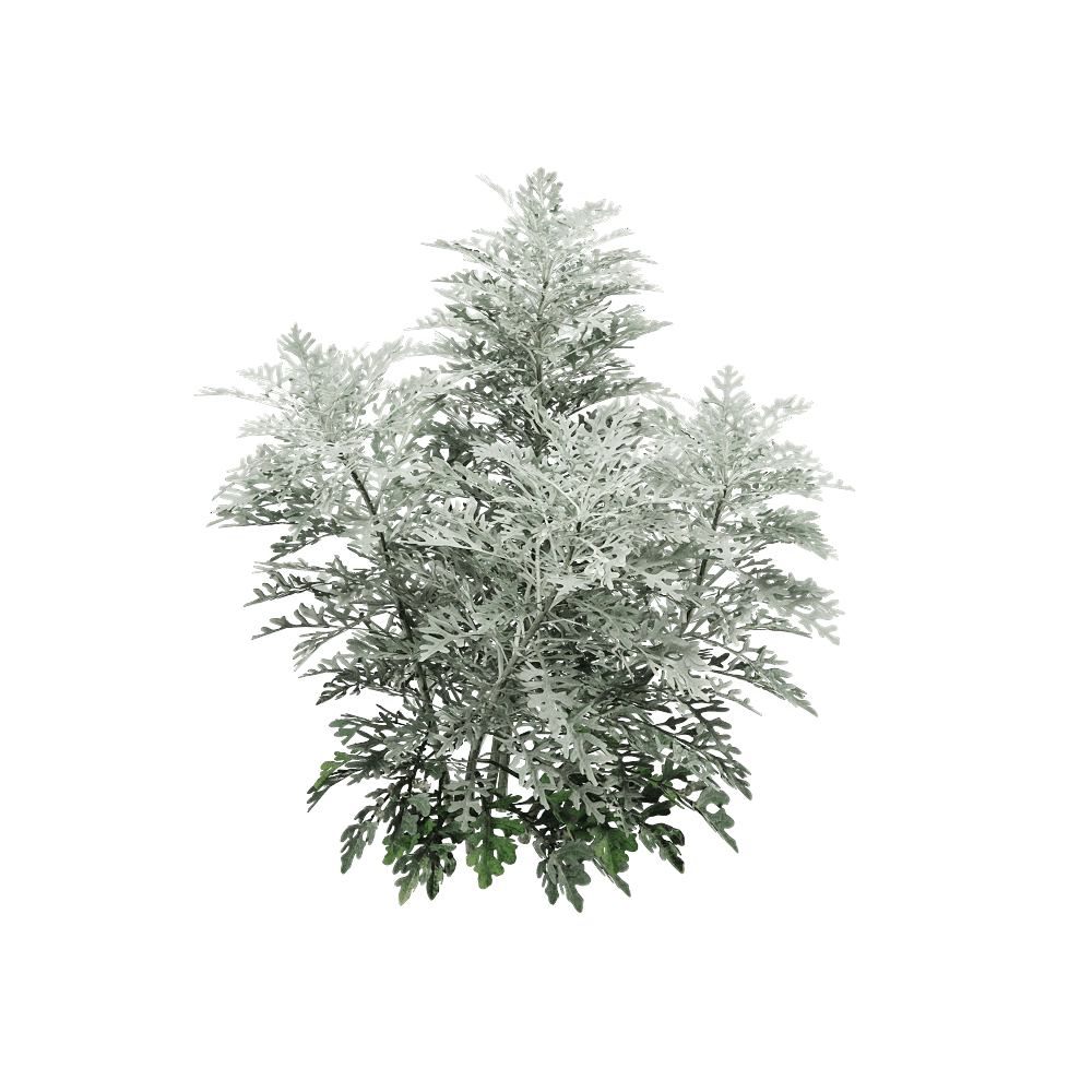 decoration - Jacobaea maritima 1 3D Model