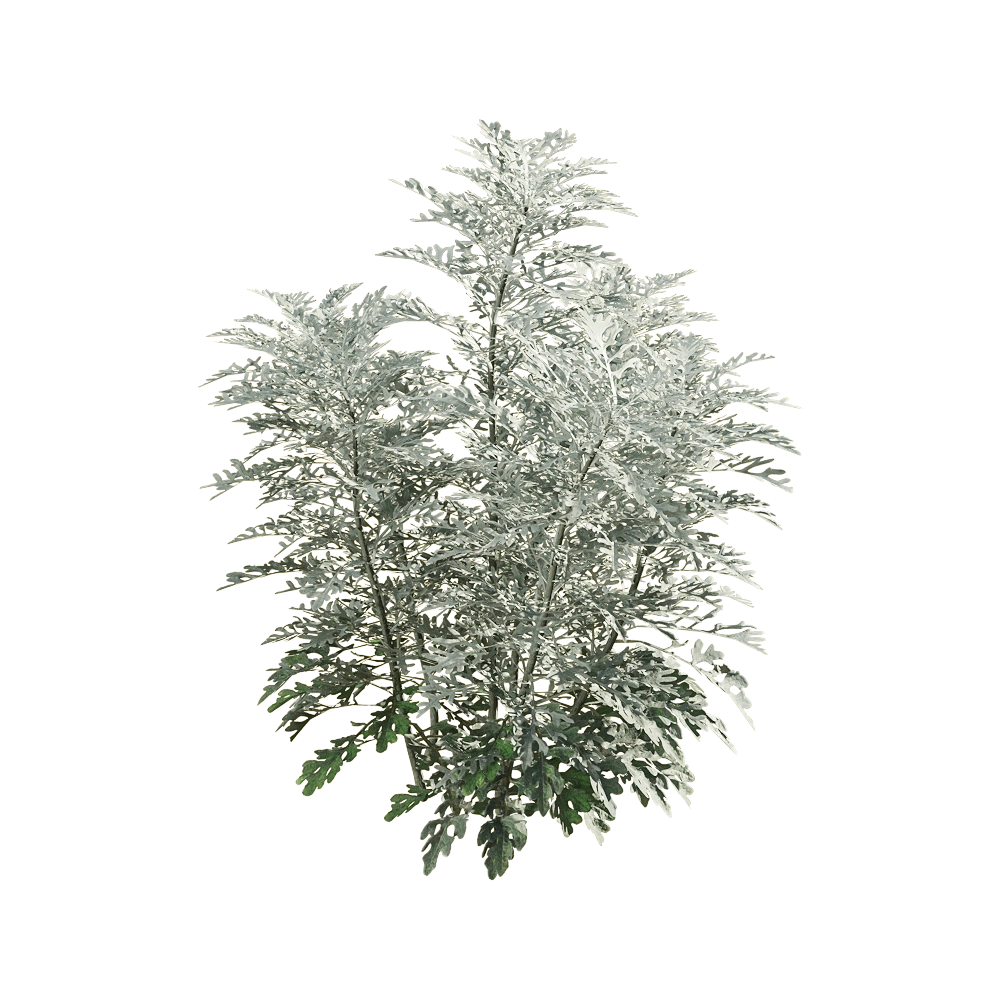 decoration - Jacobaea maritima 2 3D Model