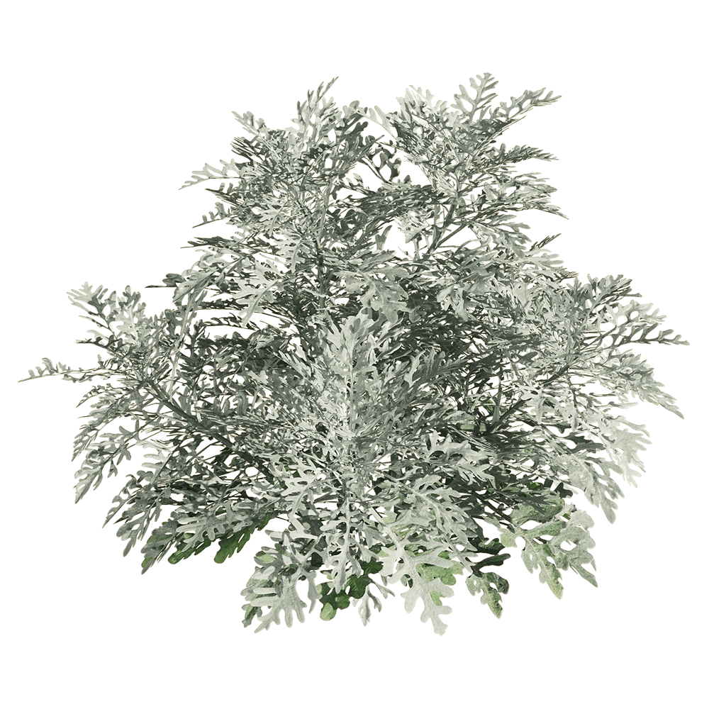 decoration - Jacobaea maritima 3 3D Model