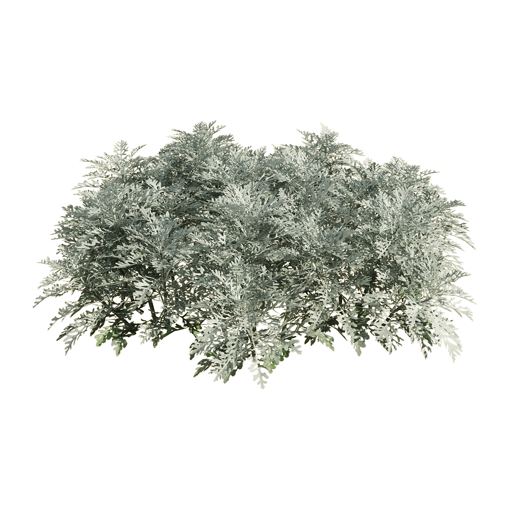 decoration - Jacobaea maritima 4 3D Model
