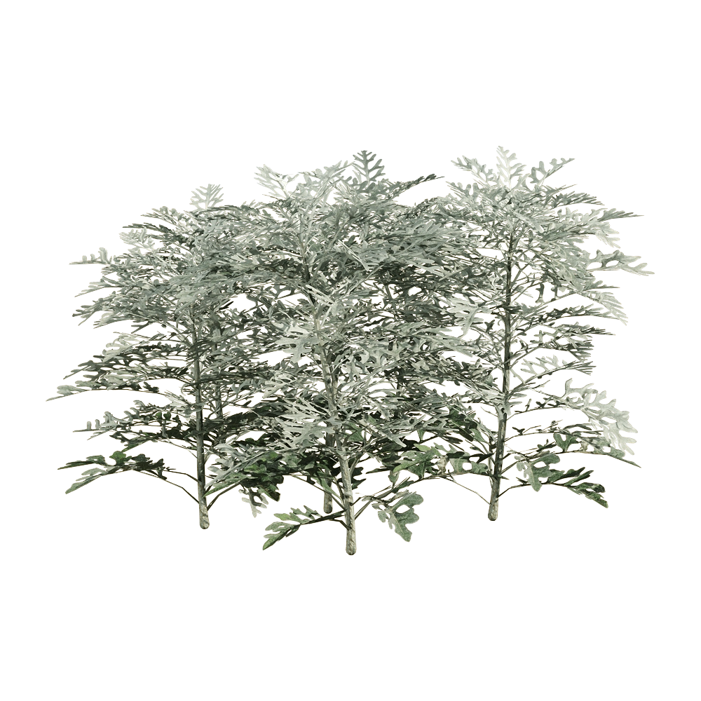 decoration - Jacobaea maritima 6 3D Model