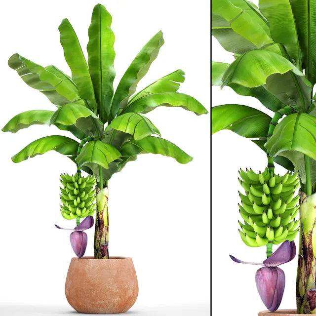 decoration - Japanese banana plant 1 3D Model