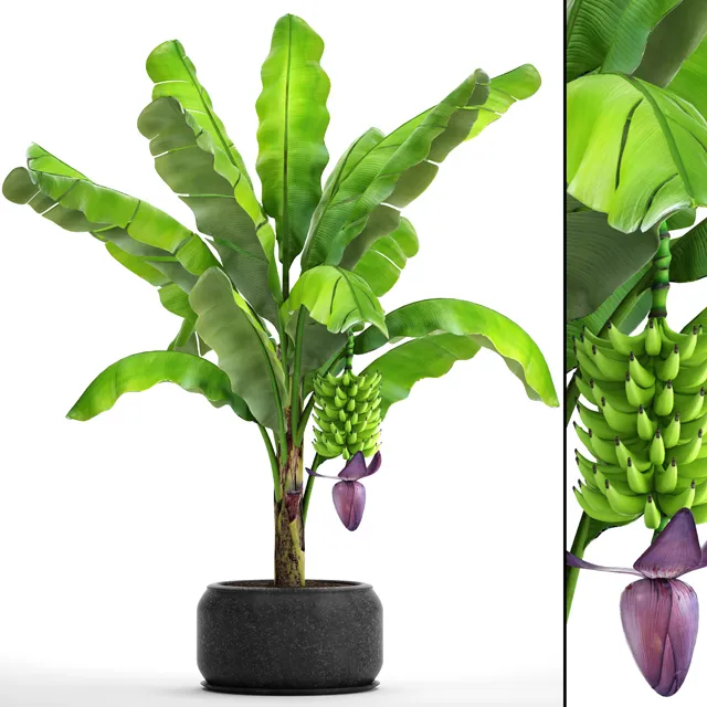 decoration - Japanese banana plant 2 3D Model