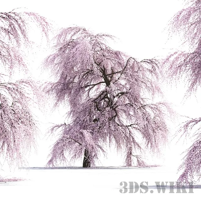 decoration - Japanese tree Sakura 3D Model