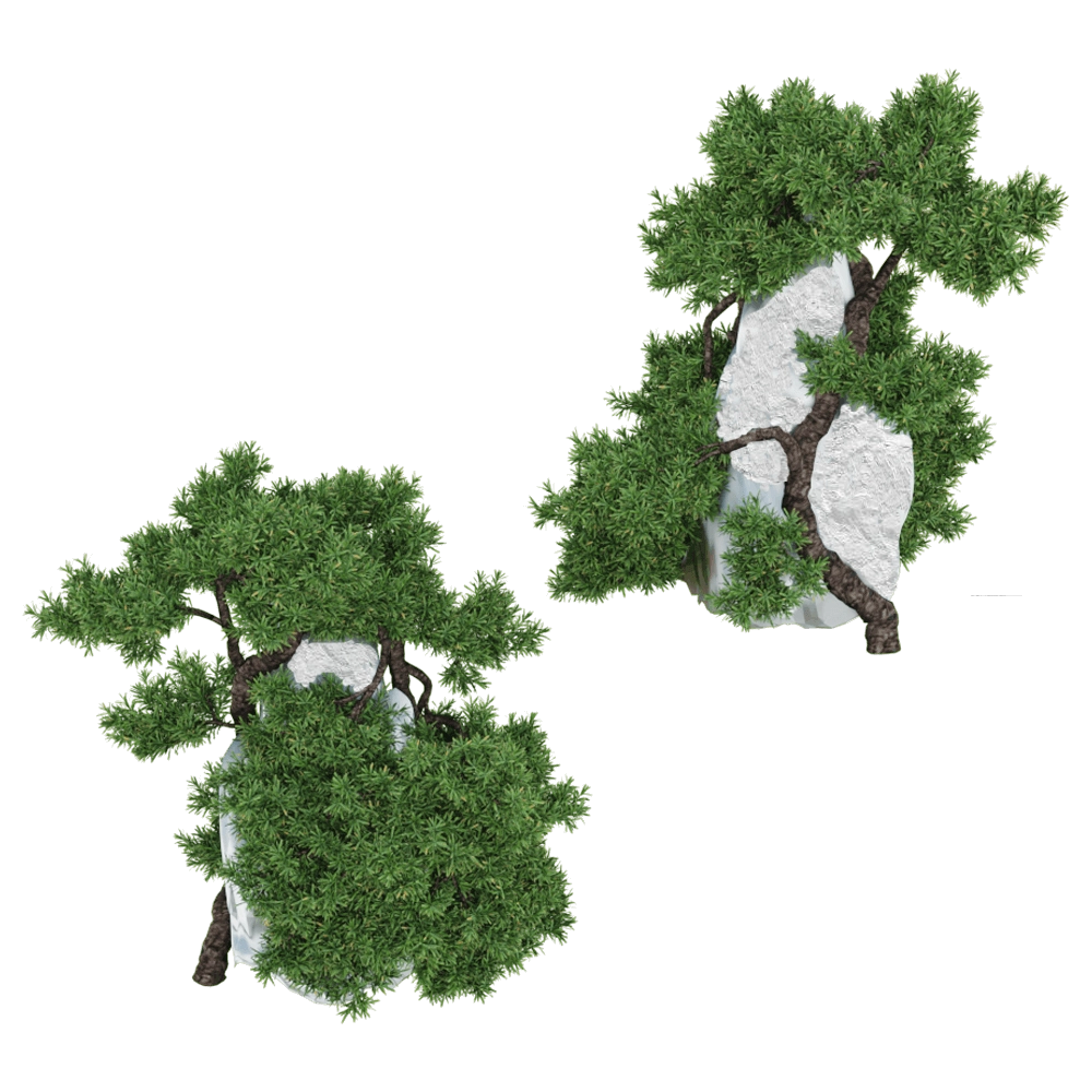 decoration - Juniperus Communis 01 02 3D Model