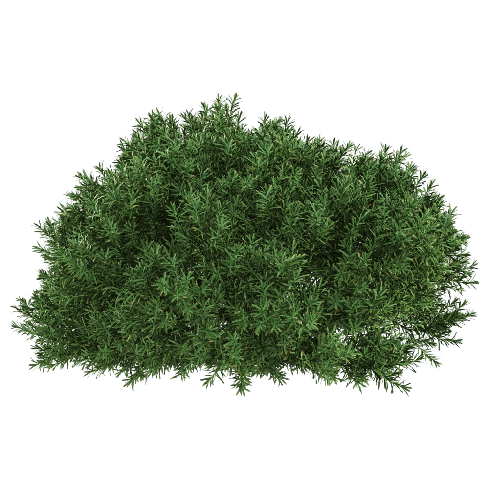 decoration - Juniperus communis 01 03 3D Model