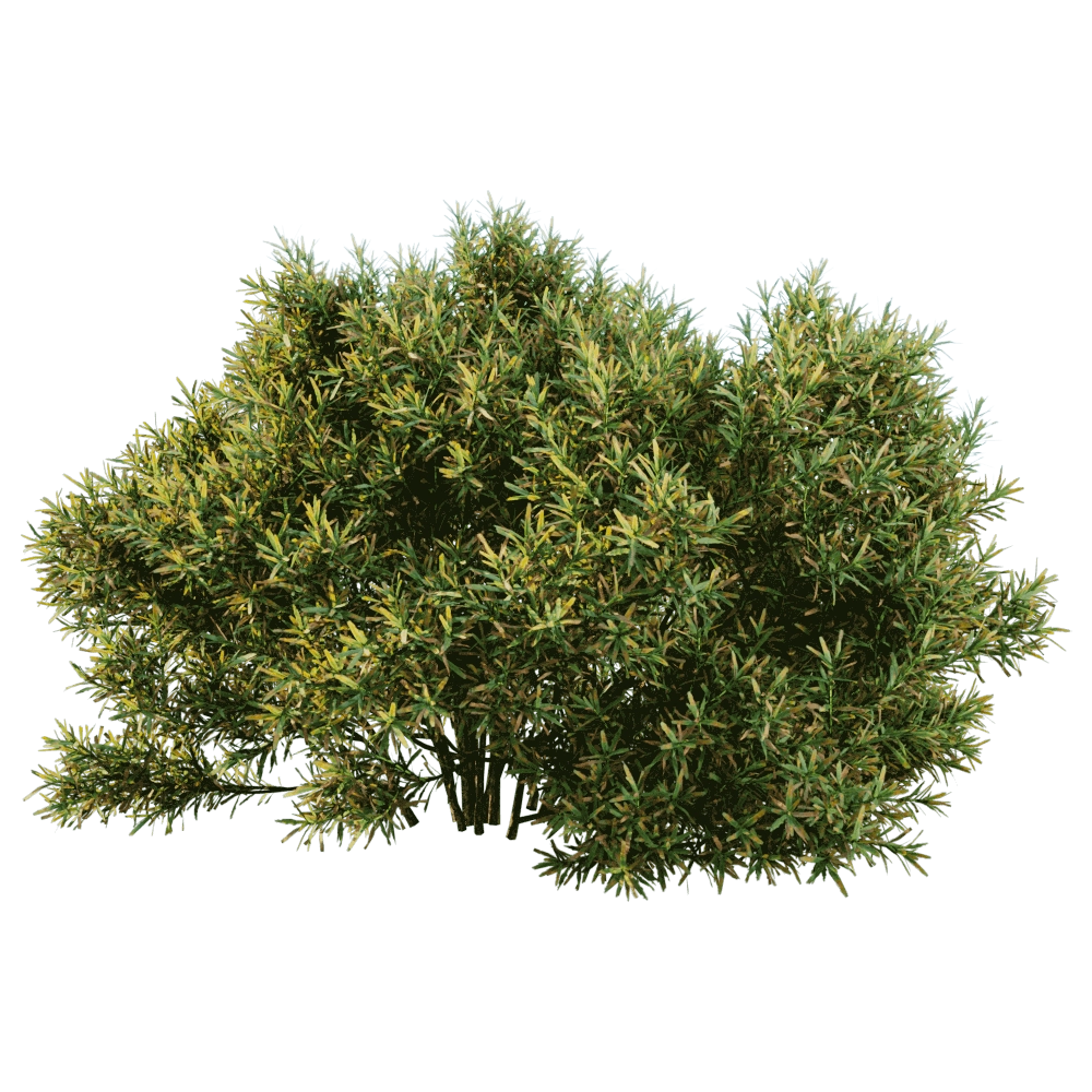 decoration - Juniperus communis 01 04 3D Model