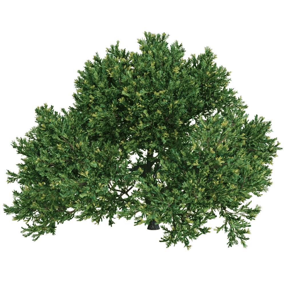 decoration - Juniperus occidentalis Rheingold 01 01 3D Model