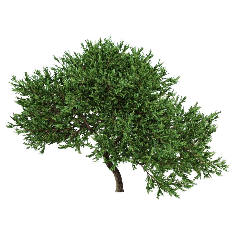 decoration - Juniperus occidentalis Rheingold 01 02 3D Model