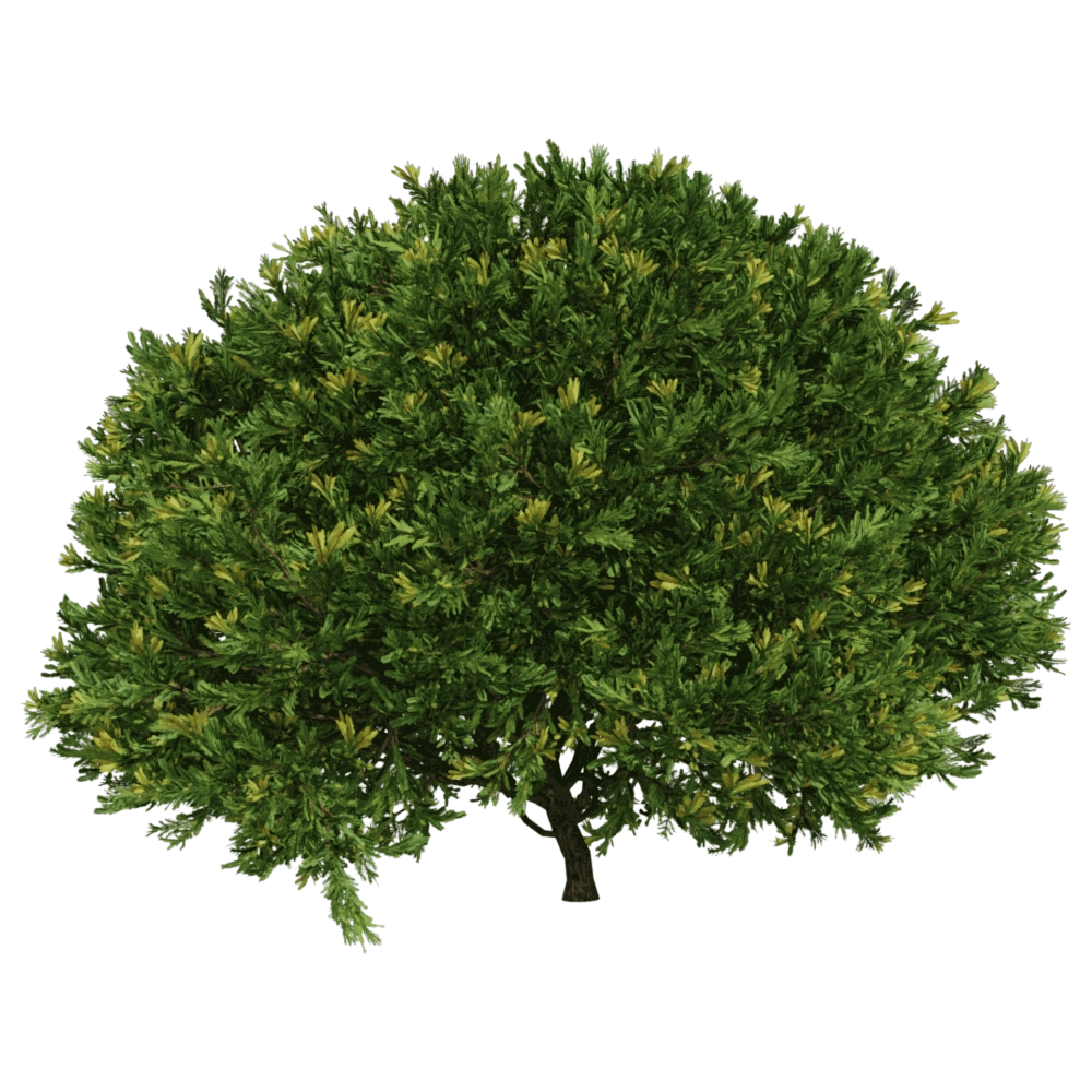 decoration - Juniperus occidentalis Rheingold 01 03 3D Model