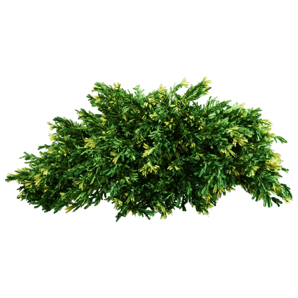 decoration - Juniperus occidentalis Rheingold 01 04 3D Model