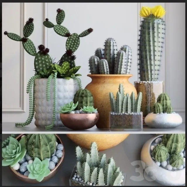 decoration - Kaktus 3D Model