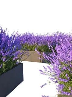 decoration - Lavender in Cubes 04 3D Model
