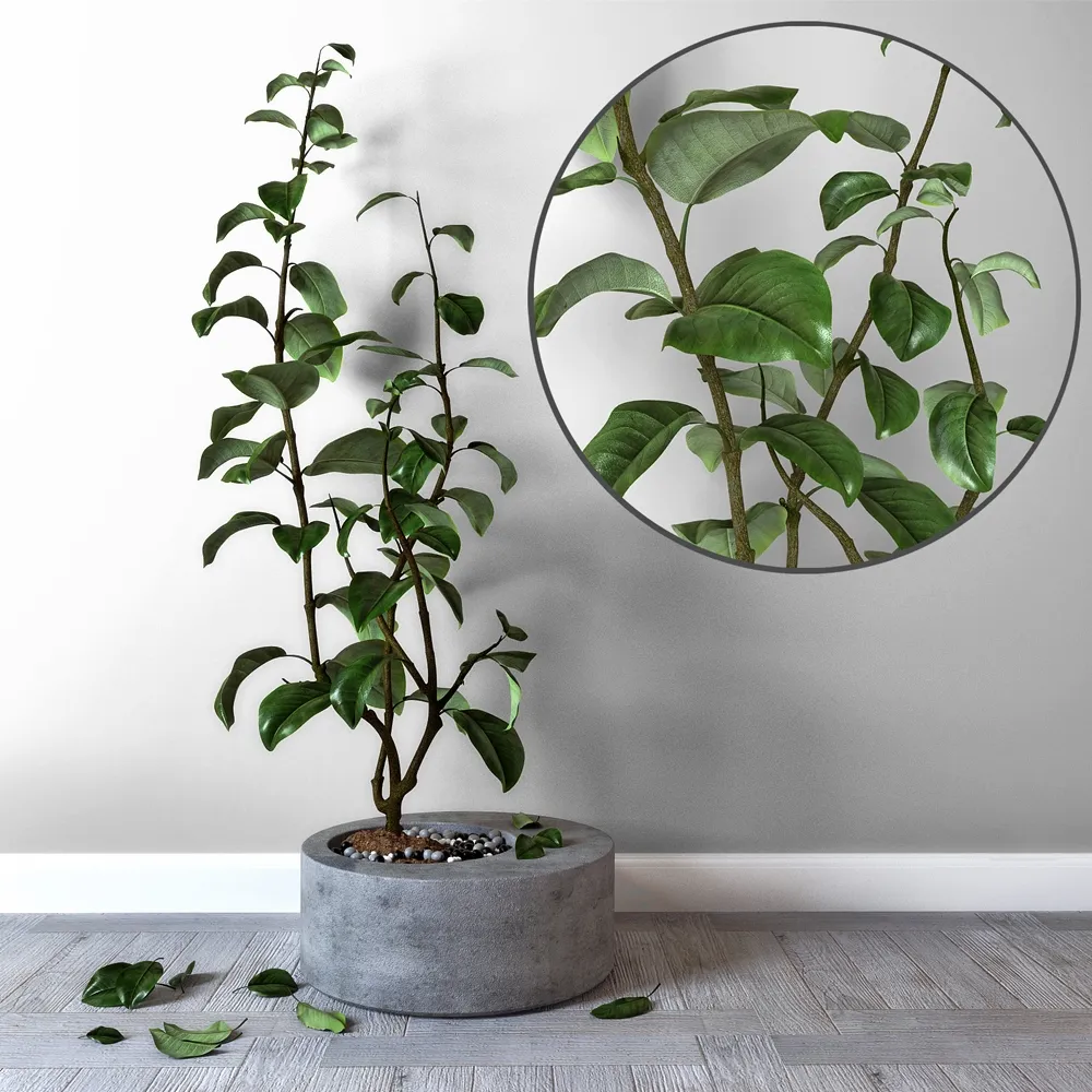 decoration - Lemon in a concrete tub 3D Model