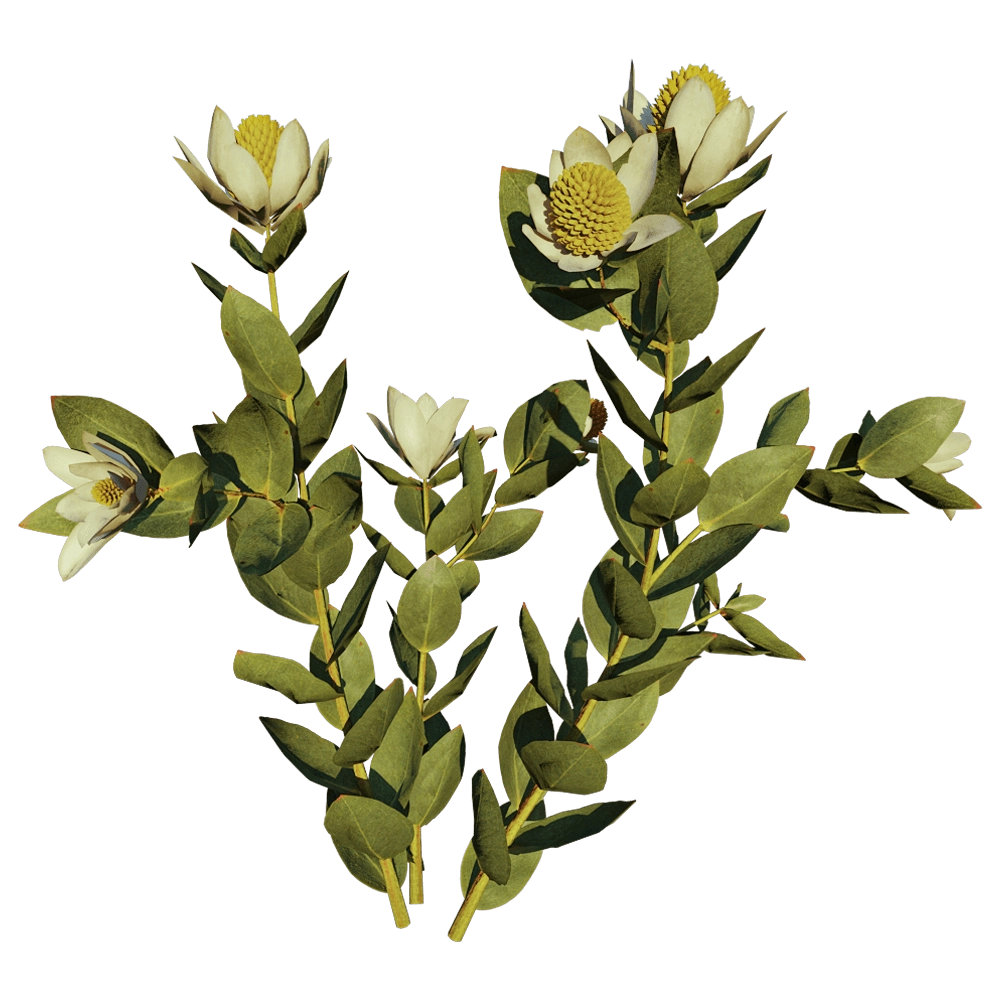 decoration - Leucadendron Discolor 01 01 3D Model