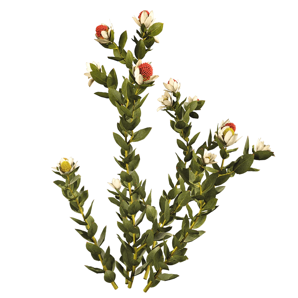 decoration - Leucadendron Discolor 01 02 3D Model