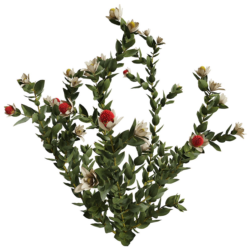 decoration - Leucadendron Discolor 01 03 3D Model