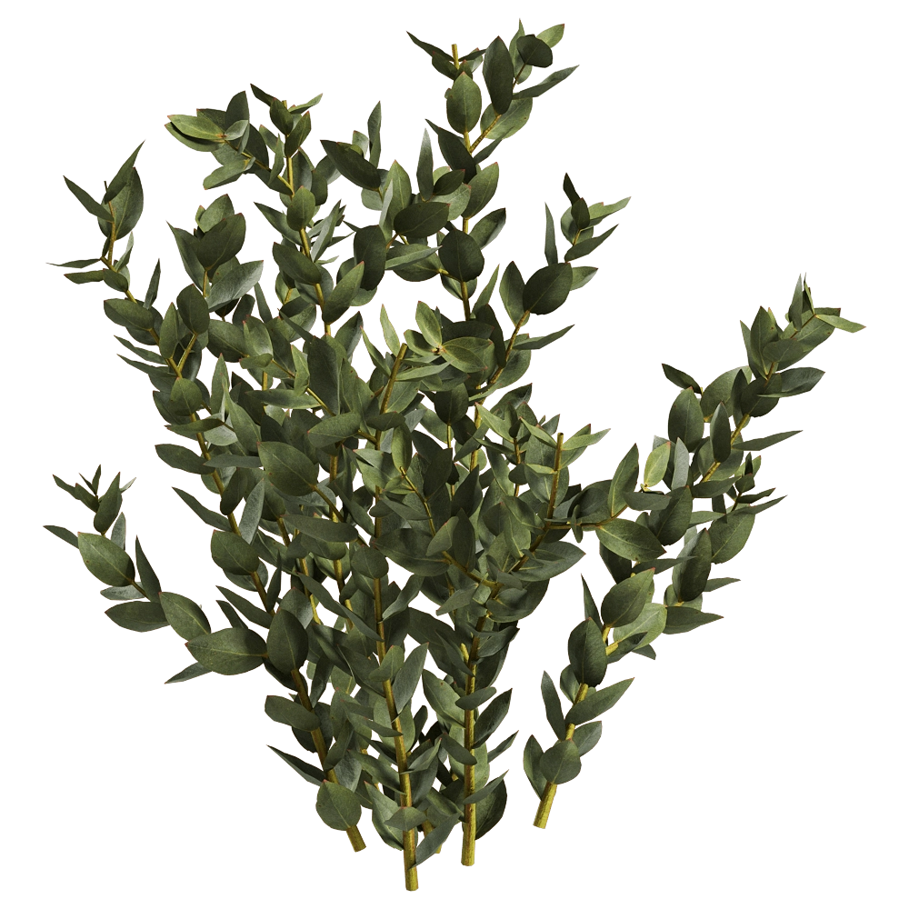 decoration - Leucadendron Discolor 01 04 3D Model
