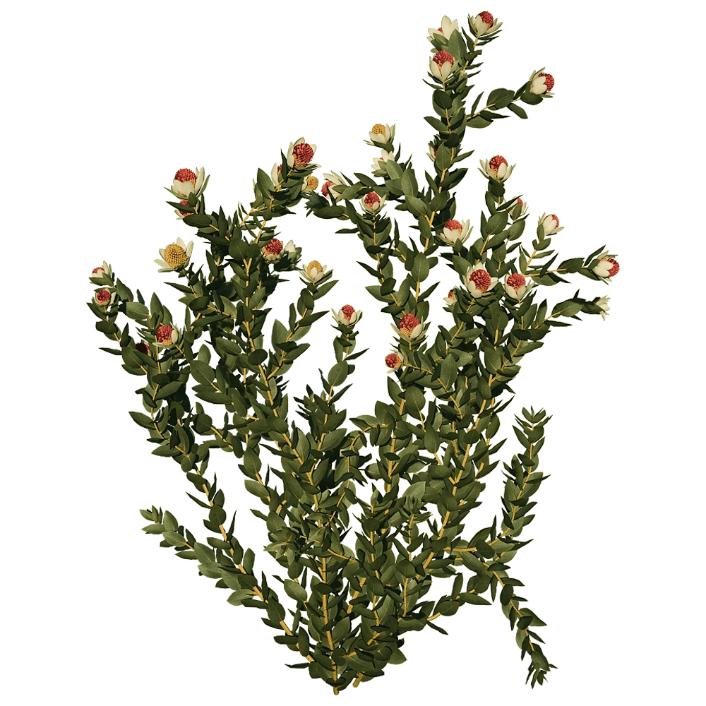 decoration - Leucadendron Discolor 01 05 3D Model