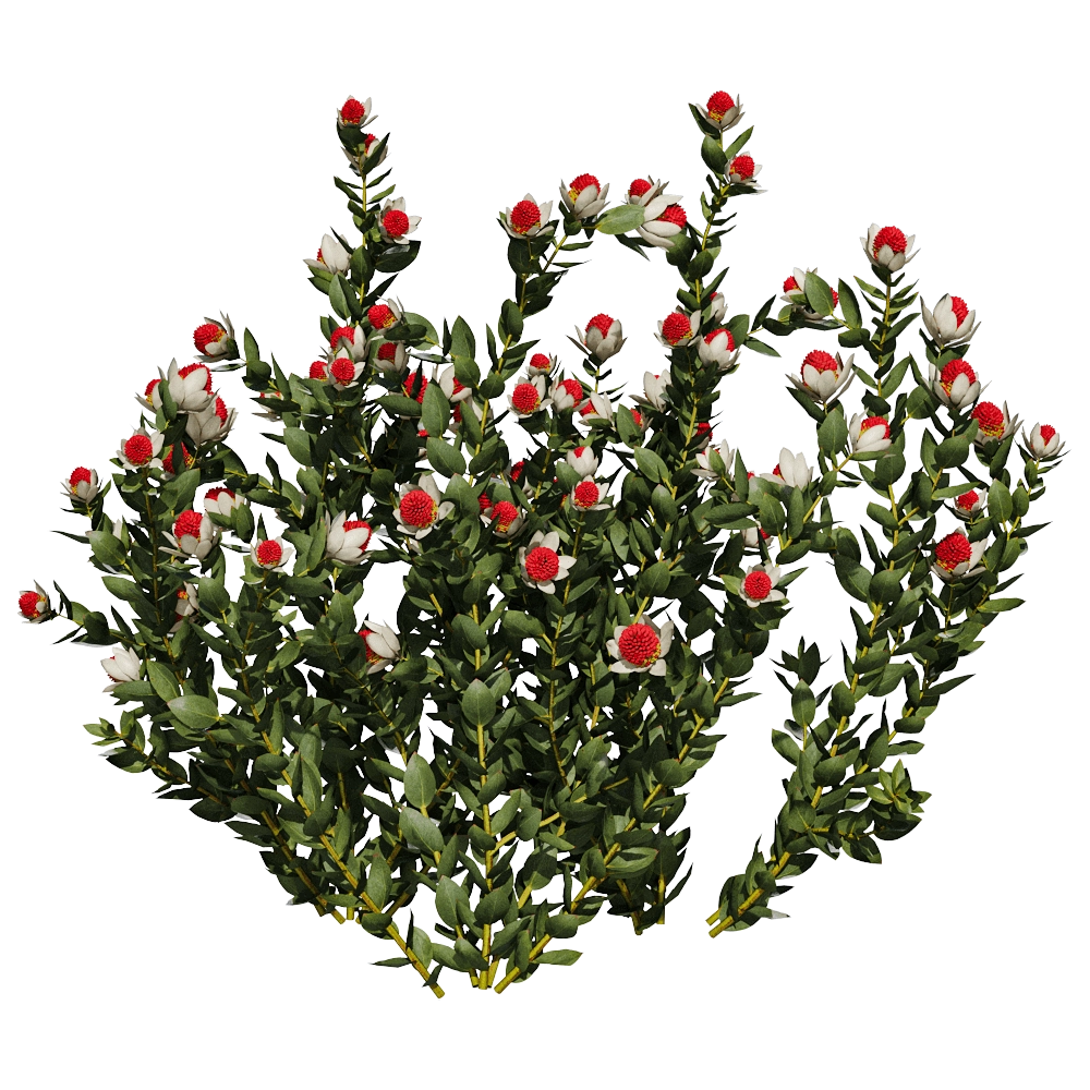 decoration - Leucadendron Discolor 01 06 3D Model