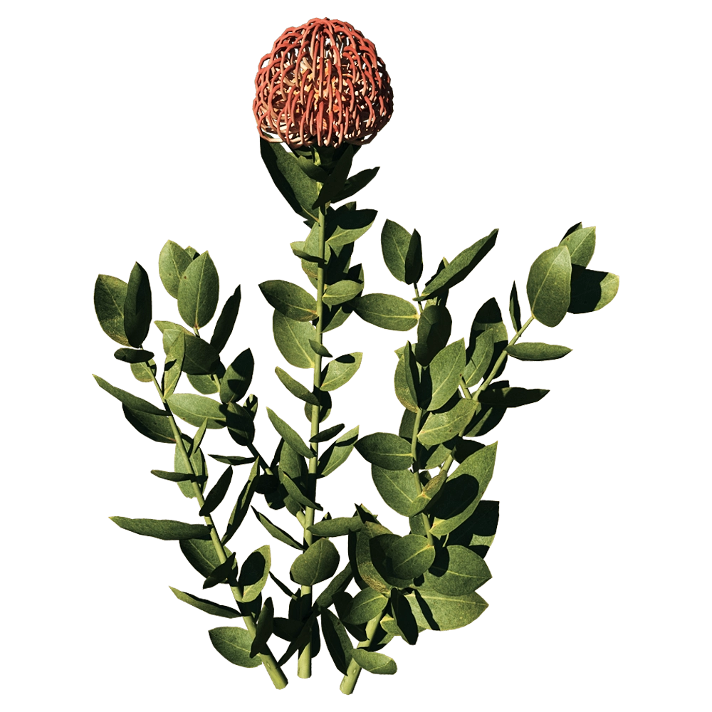 decoration - Leucospermum Cordifolium 01 01 3D Model