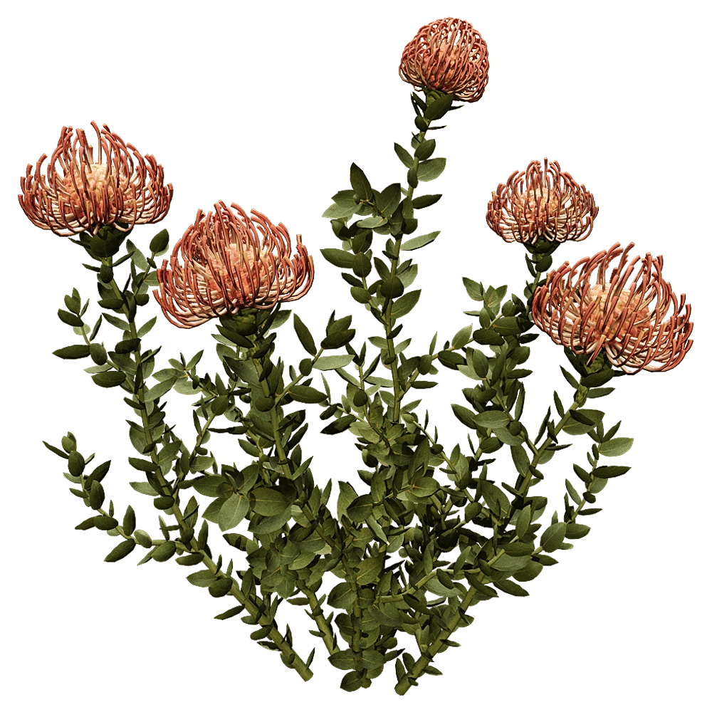 decoration - Leucospermum Cordifolium 01 02 3D Model