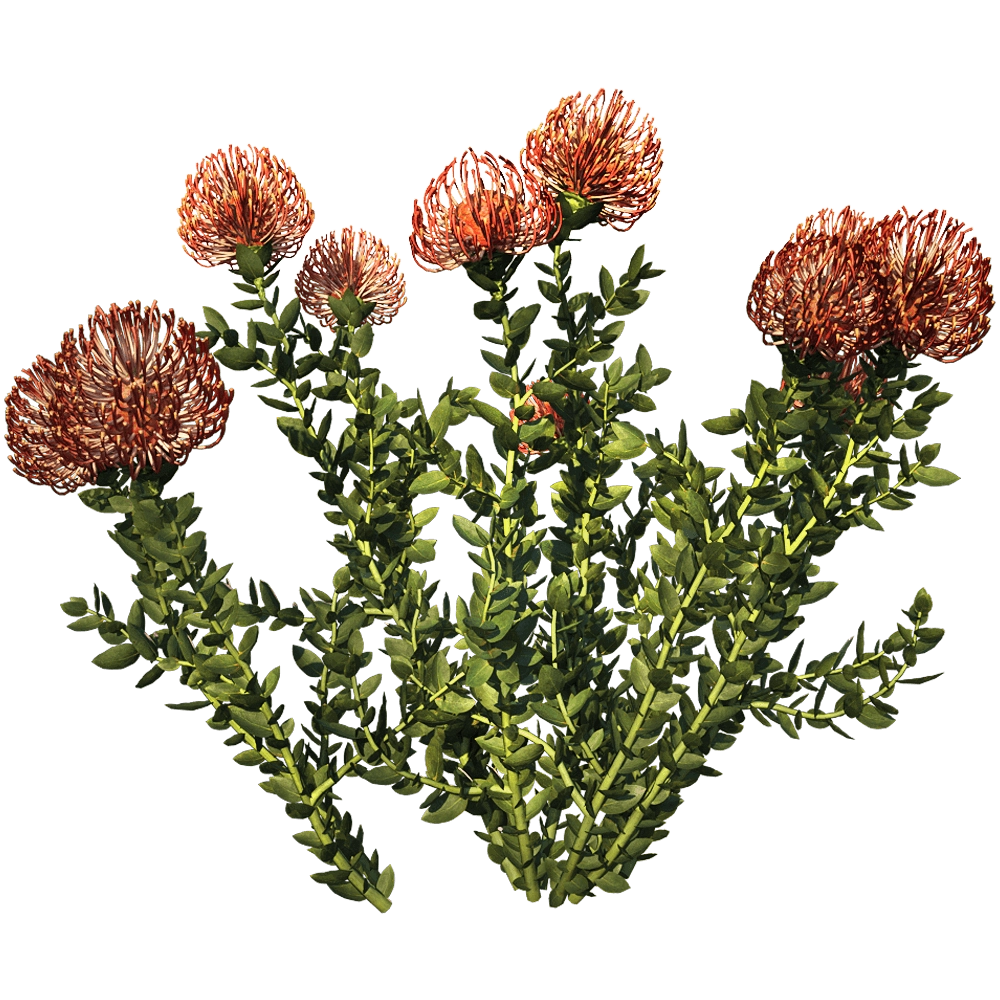 decoration - Leucospermum Cordifolium 01 03 3D Model