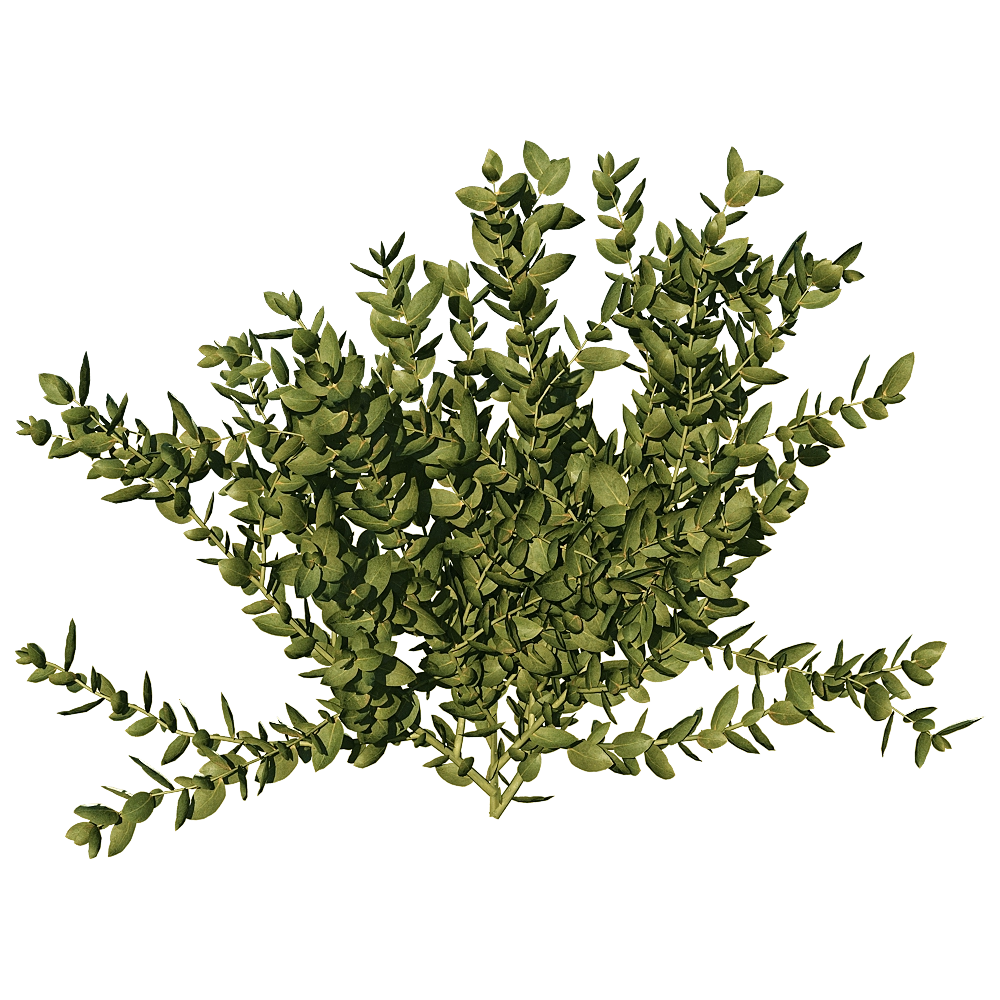 decoration - Leucospermum Cordifolium 01 04 3D Model