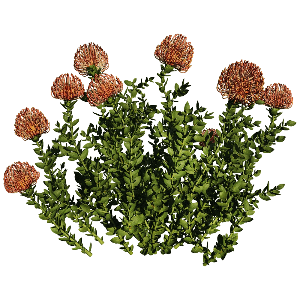 decoration - Leucospermum Cordifolium 01 06 3D Model
