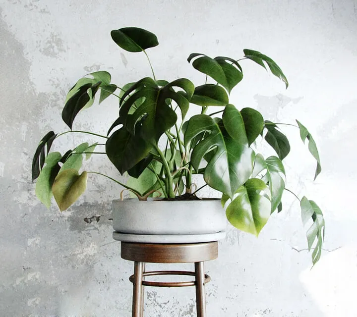 decoration - Liana monstera 3D Model