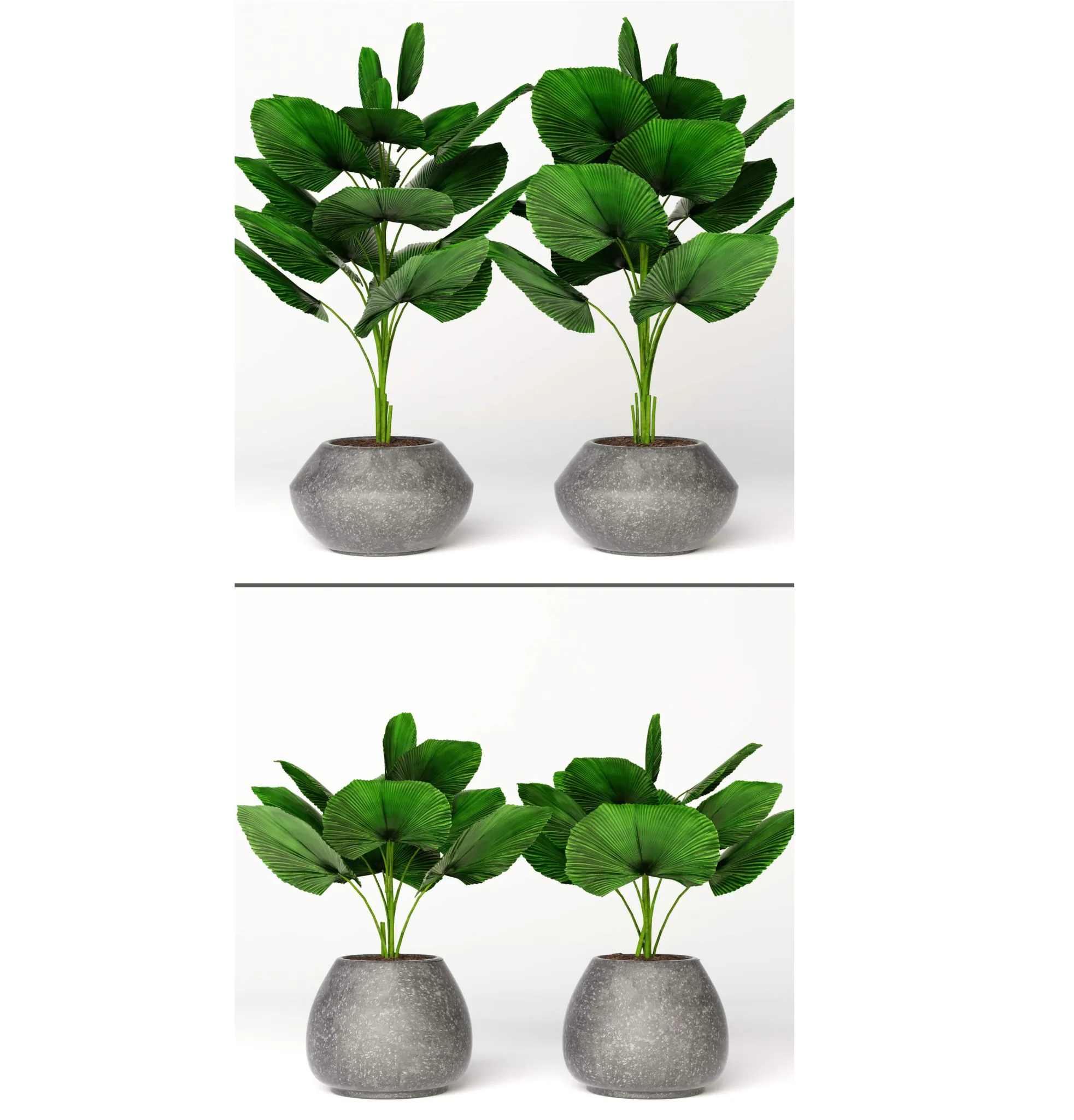 decoration - Licuala orbicularis 2 3D Model