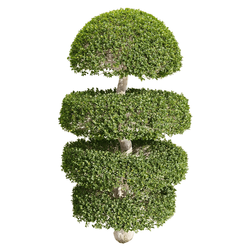 decoration - Ligustrum quihoui 2 3D Model