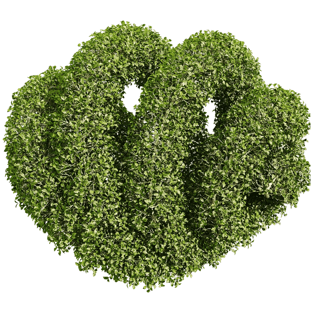 decoration - Ligustrum quihoui 8 3D Model