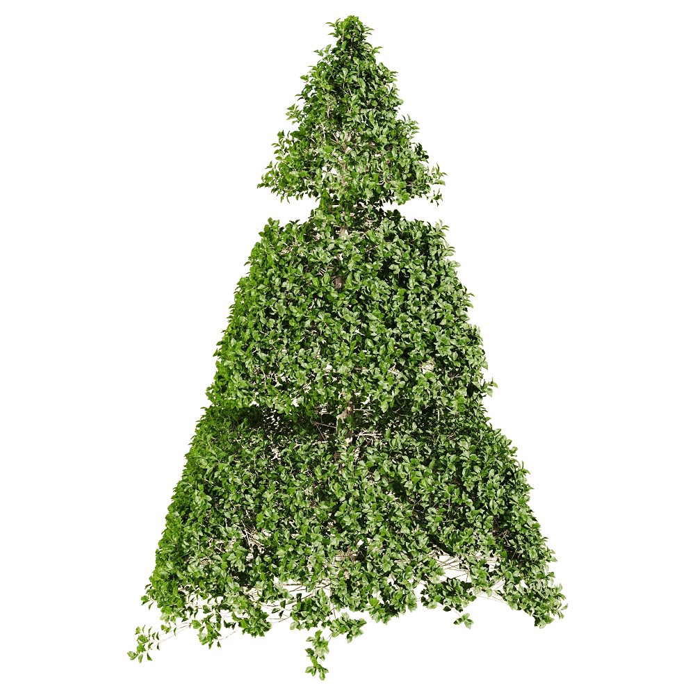 decoration - Ligustrum quihoui 9 3D Model