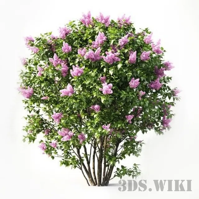 decoration - Lilac flowering 3D Model