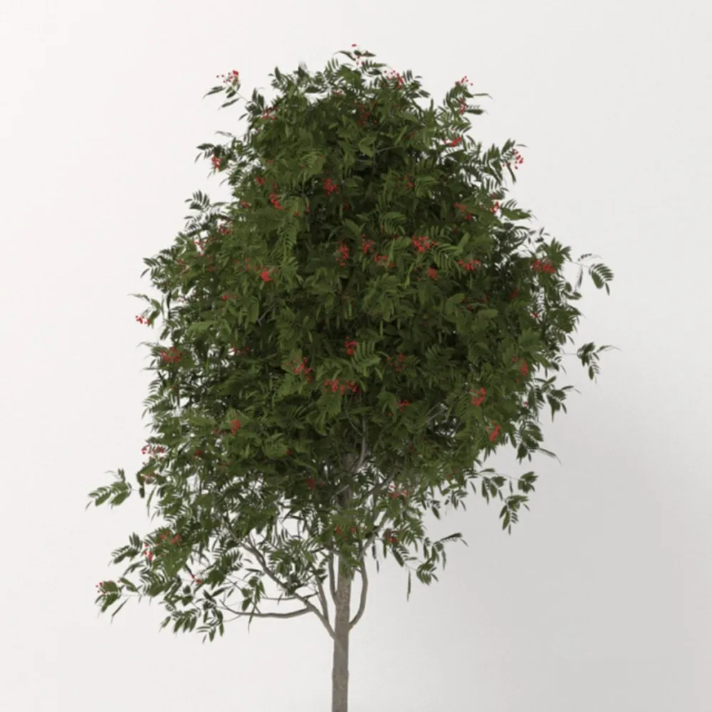 decoration - Little Rowan 3D Model