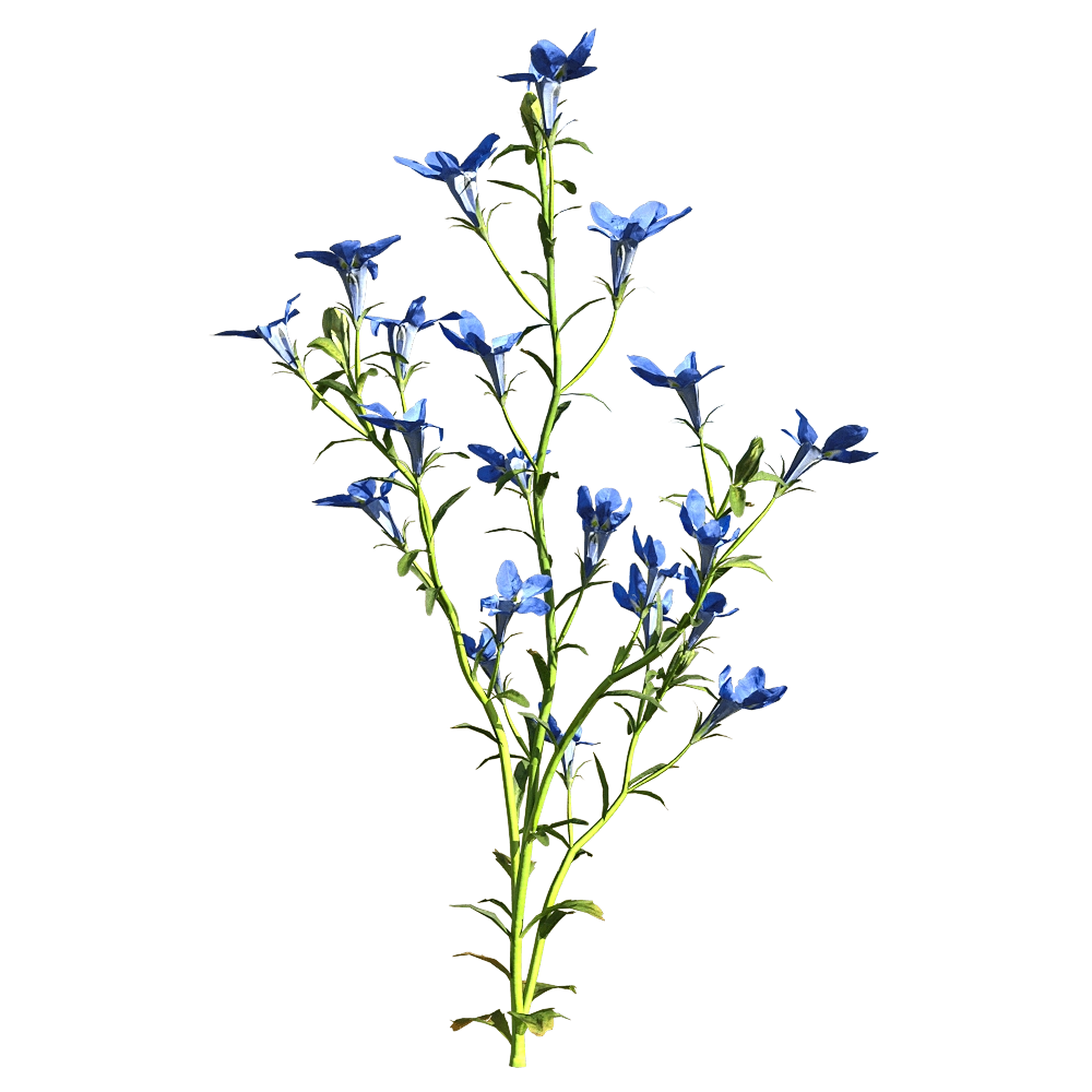 decoration - Lobelia erinus 1 3D Model