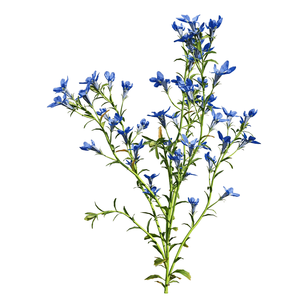decoration - Lobelia erinus 2 3D Model