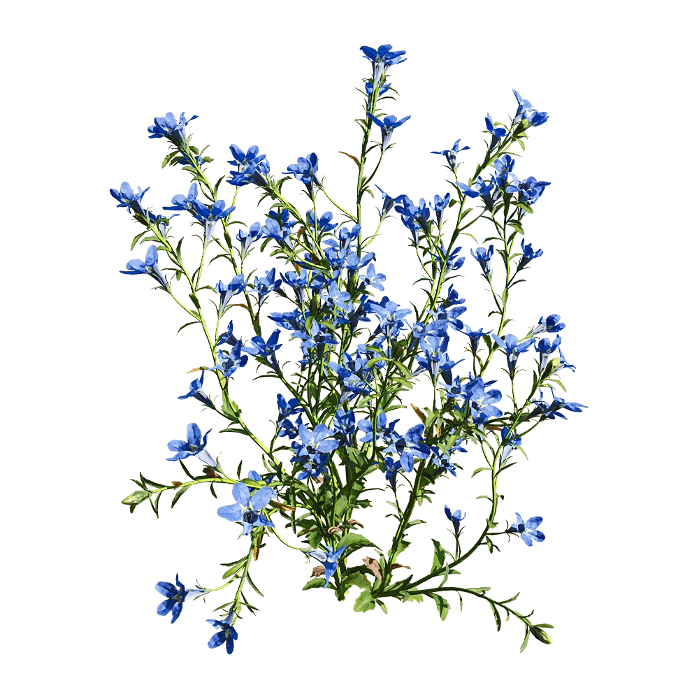 decoration - Lobelia erinus 3 3D Model