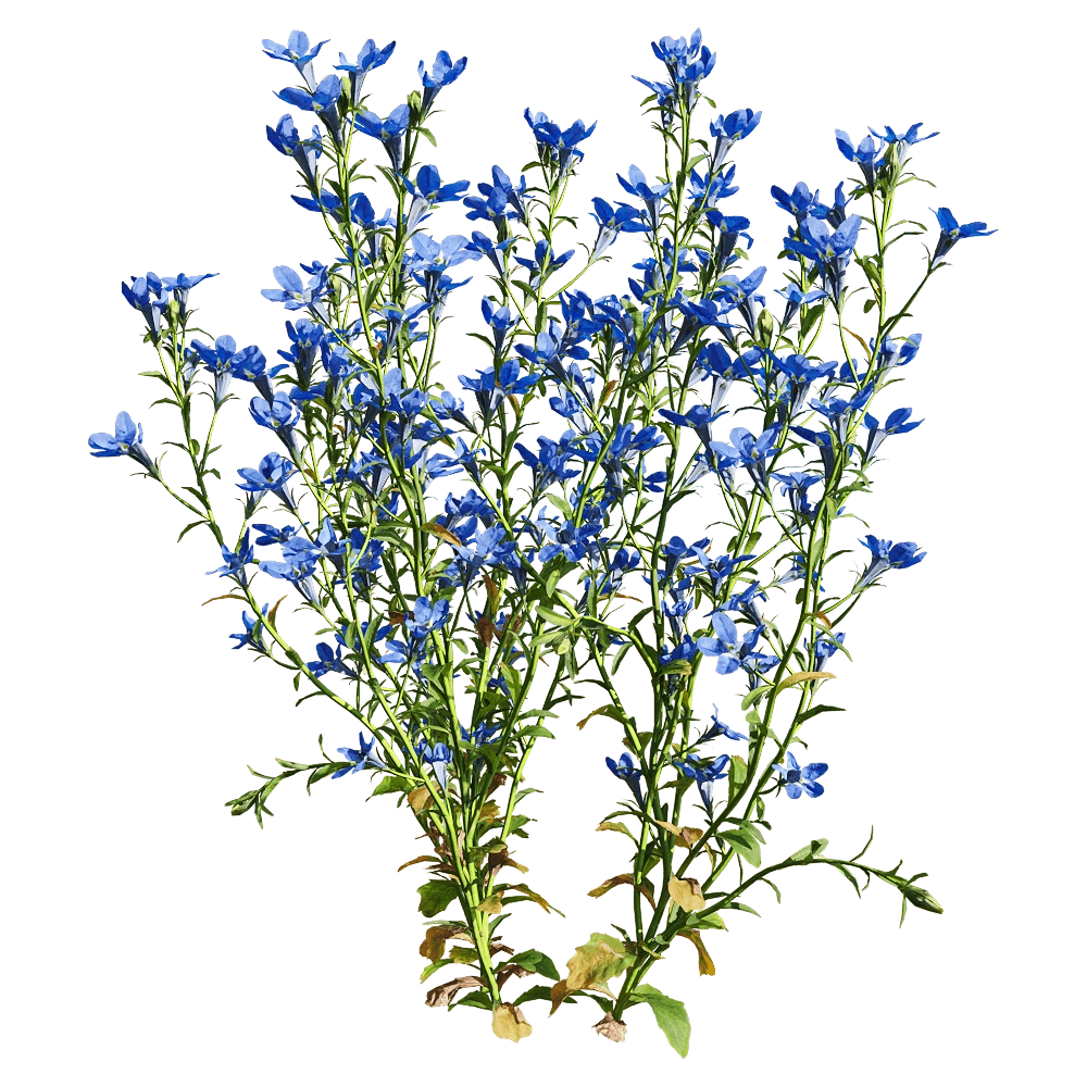 decoration - Lobelia erinus 4 3D Model