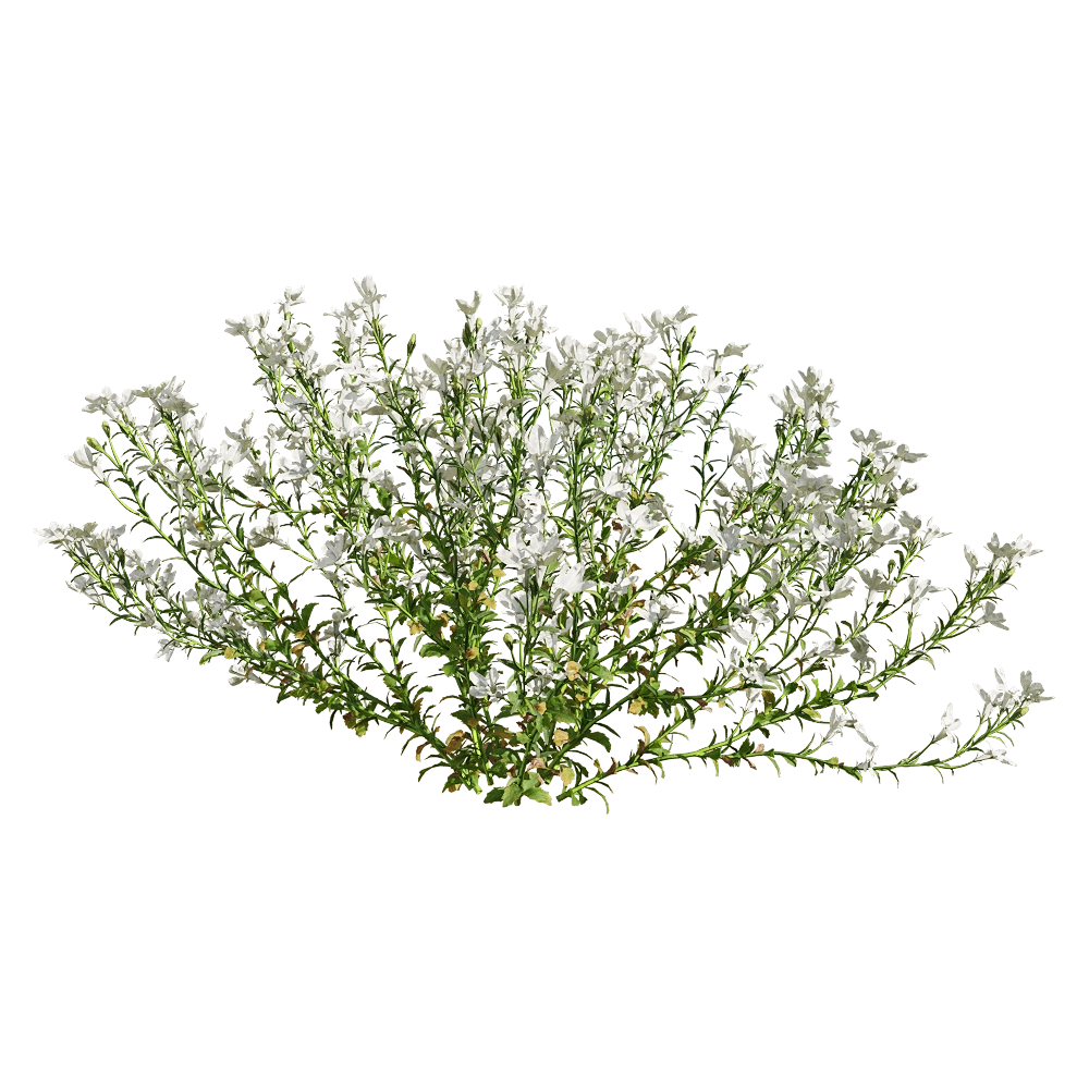 decoration - Lobelia erinus 5 3D Model