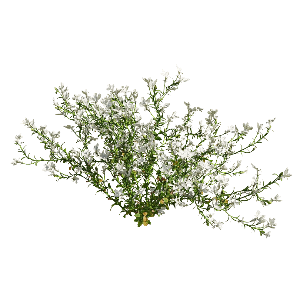 decoration - Lobelia erinus 6 3D Model