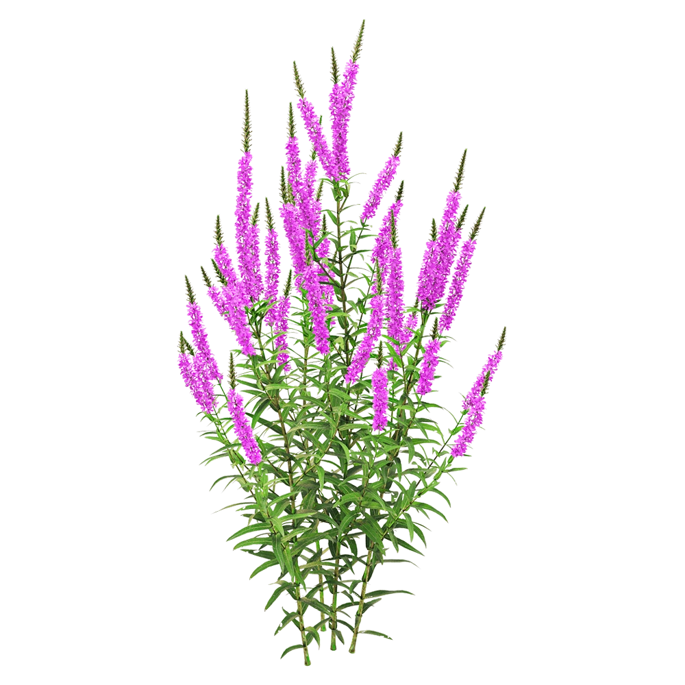 decoration - Lythrum salicaria 1 3D Model