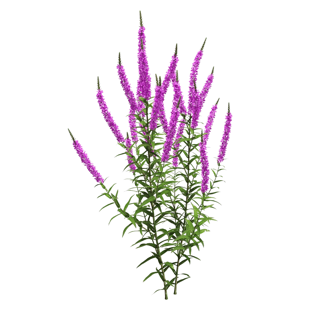 decoration - Lythrum salicaria 2 3D Model