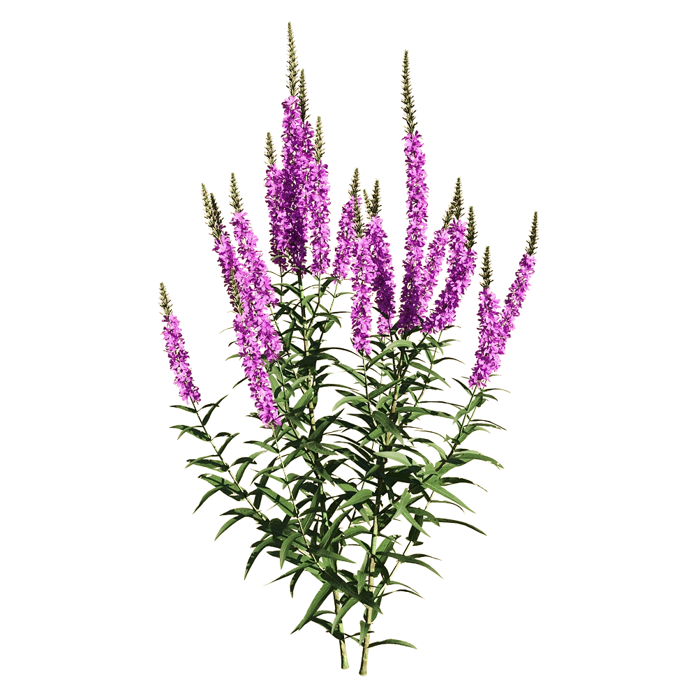 decoration - Lythrum salicaria 3 3D Model