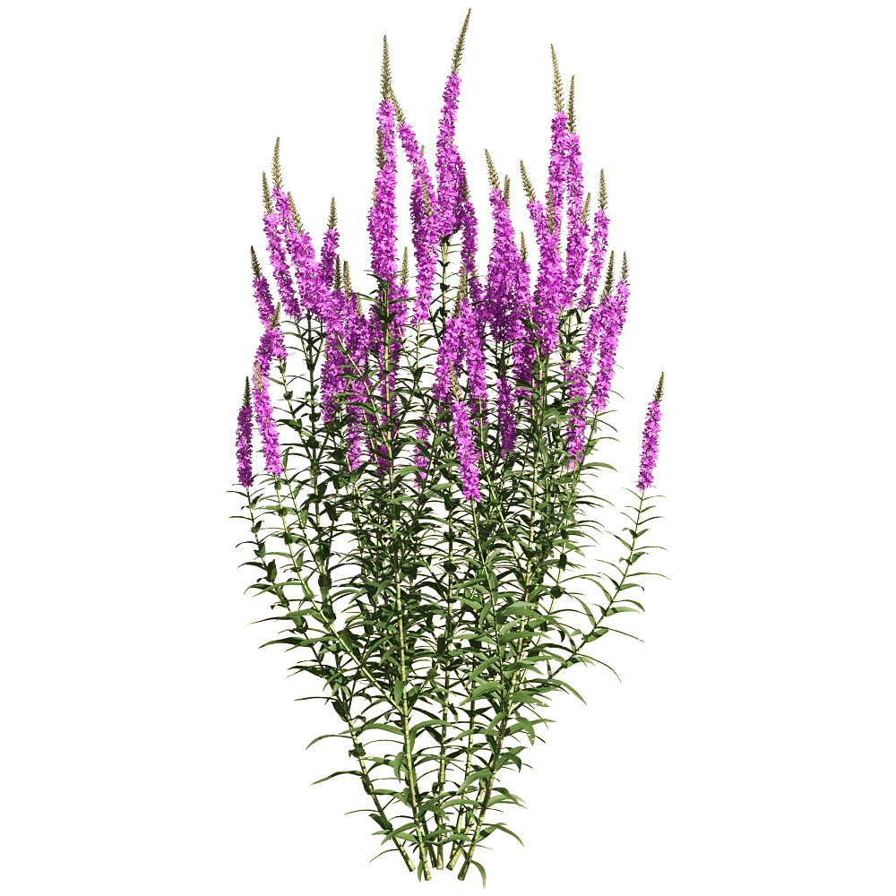decoration - Lythrum salicaria 4 3D Model