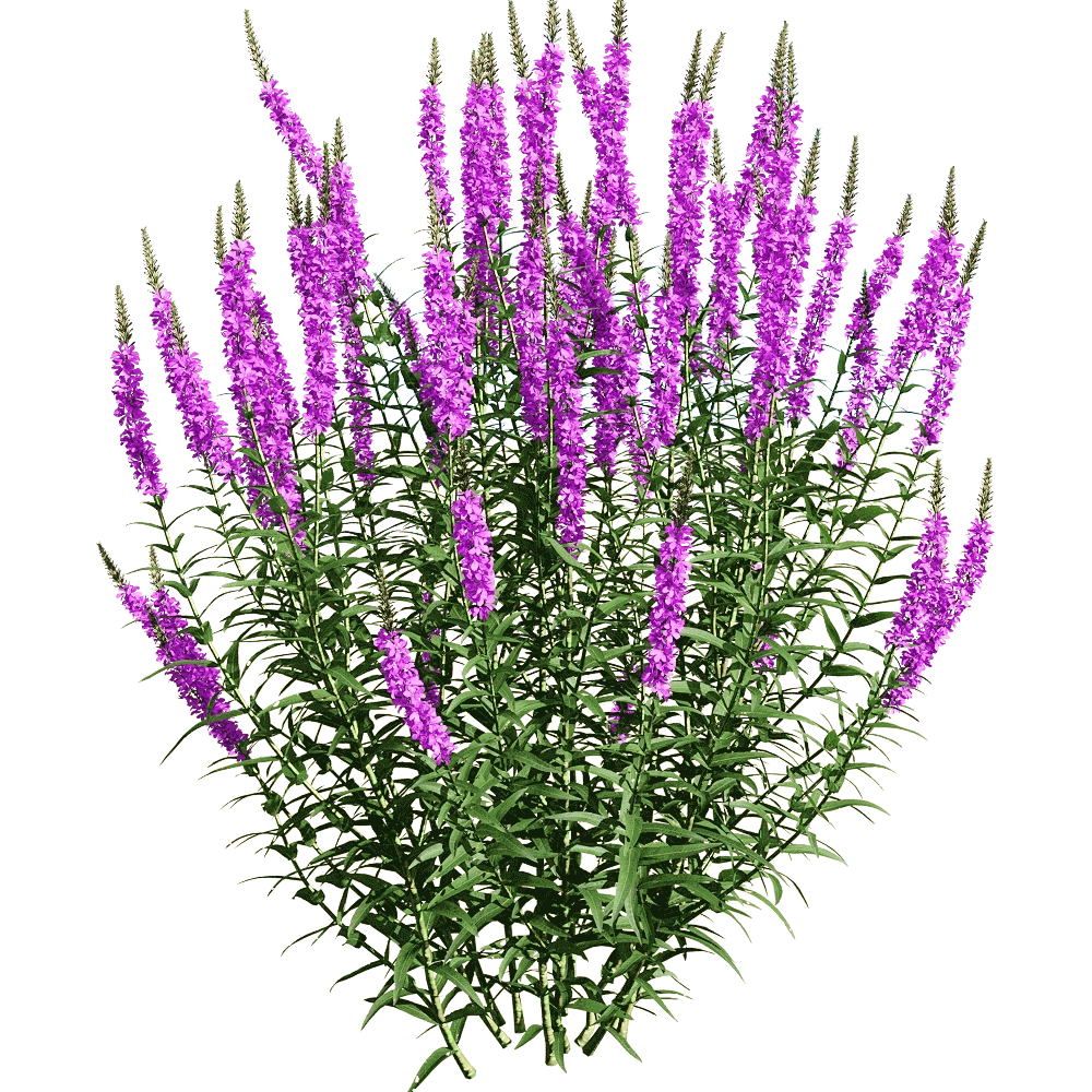 decoration - Lythrum salicaria 5 3D Model